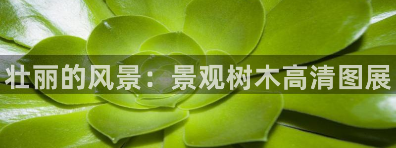 卧龙娱乐属于什么公司