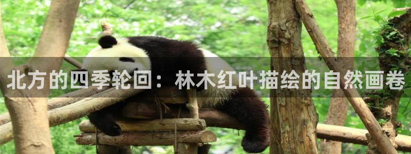 卧龙娱乐彩票中奖