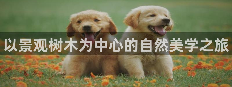 卧龙公园的娱乐项目