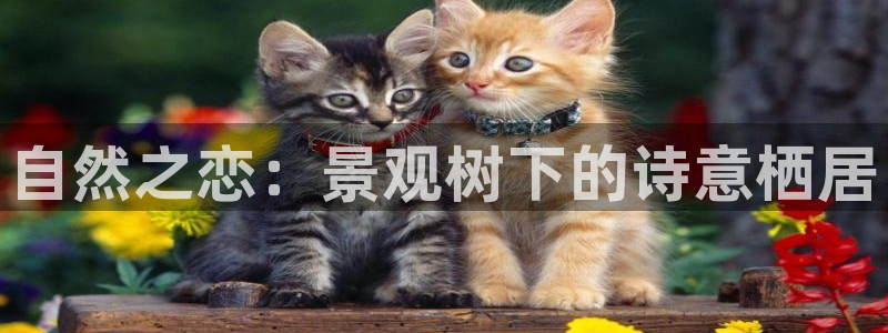 卧龙路凤凰娱乐