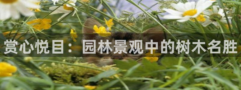 sky娱乐- 0 47卧龙