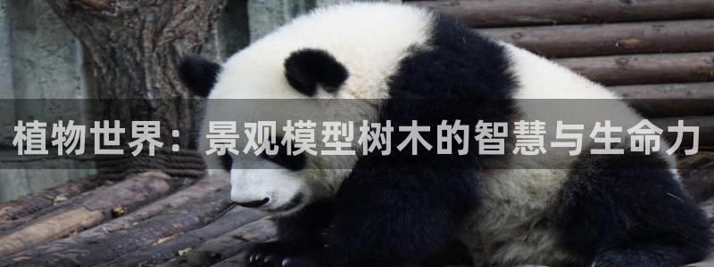 娱乐卧龙
