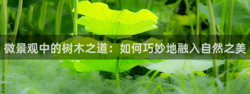 星酱娱乐卧龙